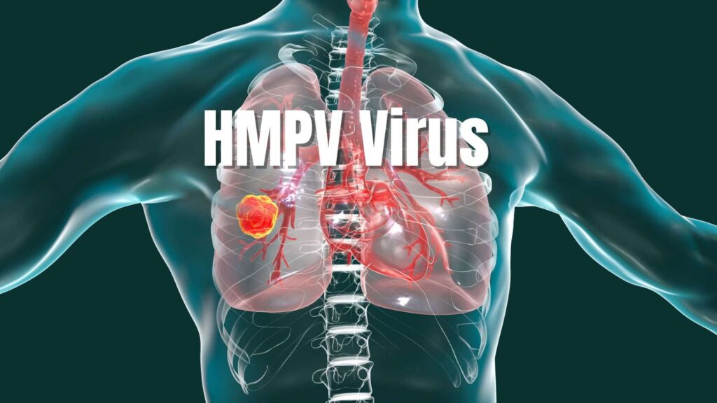 An anatomical illustration showing the human respiratory system with a focus on the HMPV virus, highlighting the lungs and blood vessels.