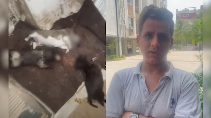 A Businessman from Hyderabad kills five stray puppies by smashing them against wall, brutally crushing them; CCTV captures heinous act 2 A man stands outside while speaking about a case involving abandoned puppies lying on a surface beside him.