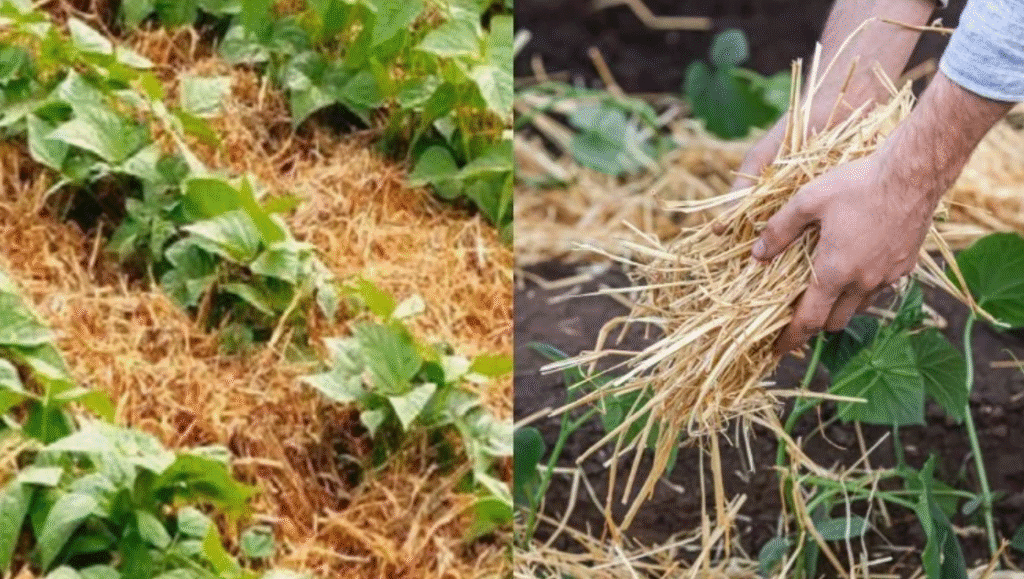 Tips for Beginner Gardeners in India 7 A side-by-side comparison of a mulched garden with green plants and a hand gathering mulch to enhance soil health.