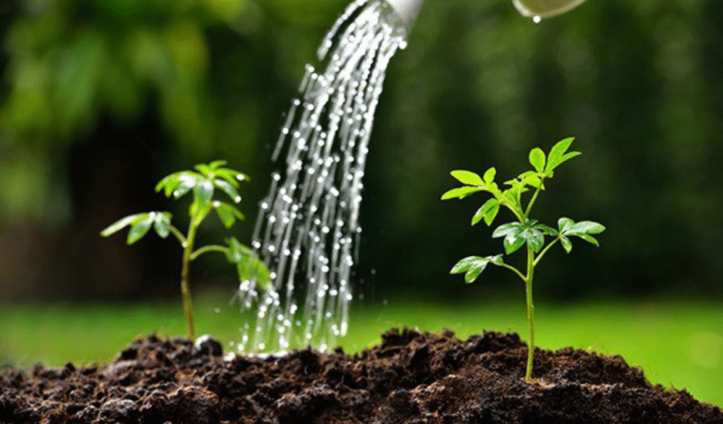 Tips for Beginner Gardeners in India 5 Nurturing Growth:: A gardener waters young plants sprouting from rich soil, symbolizing new life and growth.