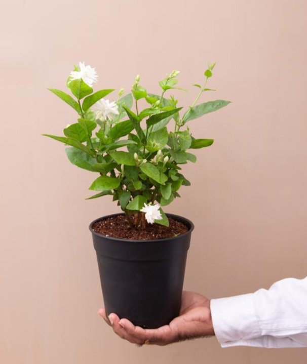 A hand holding a potted jasmine plant with white flowers, set against a plain background.