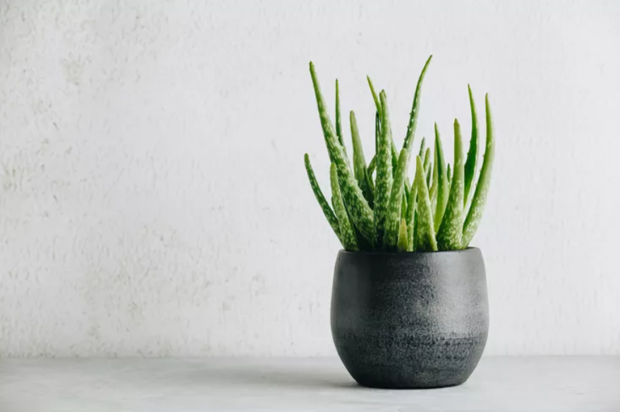 A lush aloe vera plant with elongated green leaves, placed in a sleek black pot against a minimalistic white background.