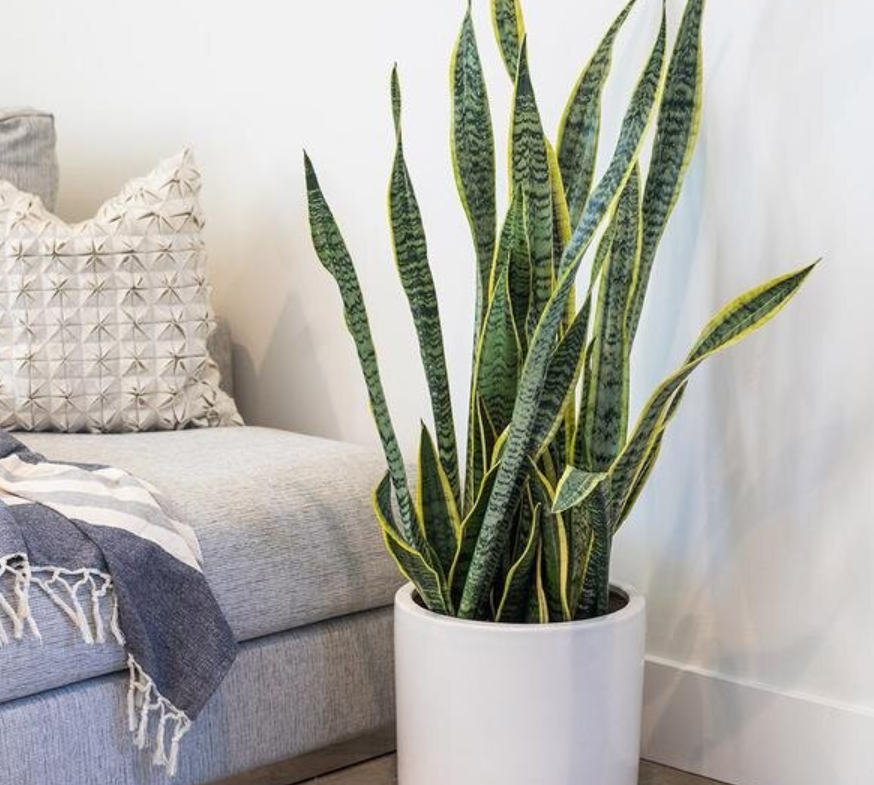 A tall snake plant in a white pot next to a gray couch with decorative pillows and a textured throw blanket.