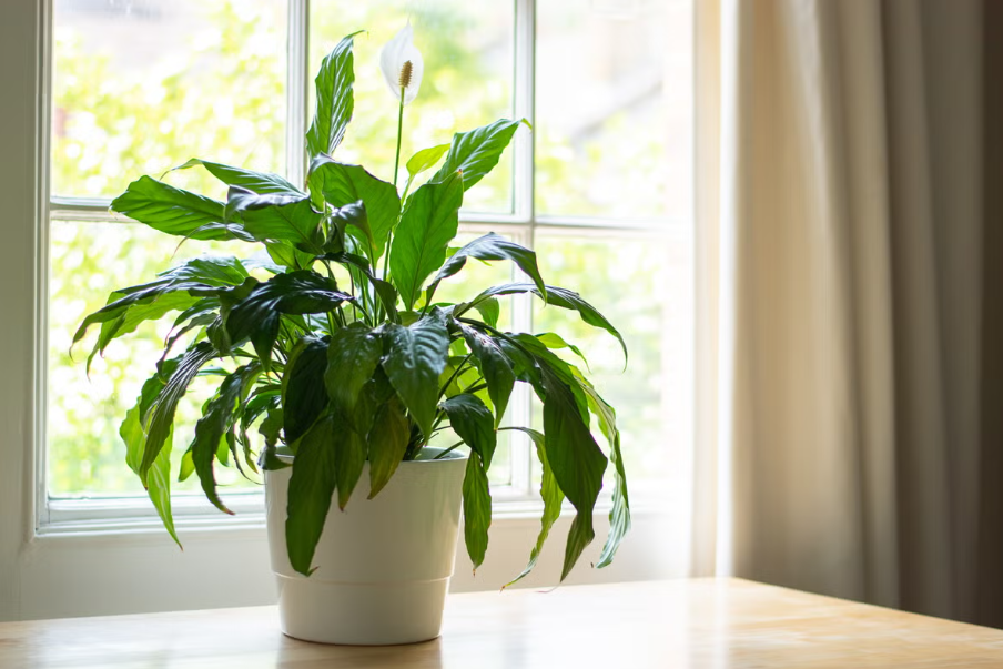 A lush peace lily plant in a white pot placed on a wooden table, with sunlight streaming through a nearby window.