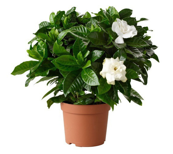 A lush gardenia plant with glossy green leaves and white flowers in a terracotta pot.