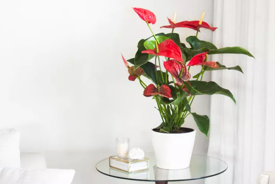 A beautiful Anthurium plant with red flowers and green leaves displayed in a white pot on a glass table, accompanied by a candle and decorative items against a white background.
