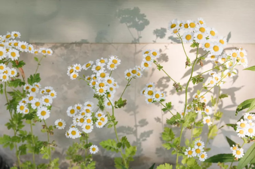 A cluster of white daisies with yellow centers flourishing beside a wall, casting delicate shadows.