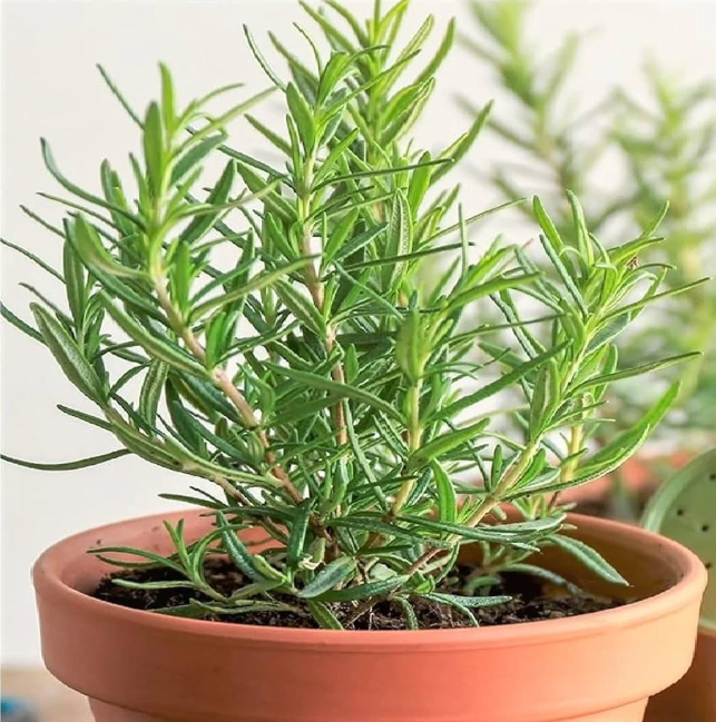 A thriving rosemary plant with lush green leaves, growing in a terracotta pot, showcasing its aromatic beauty.
