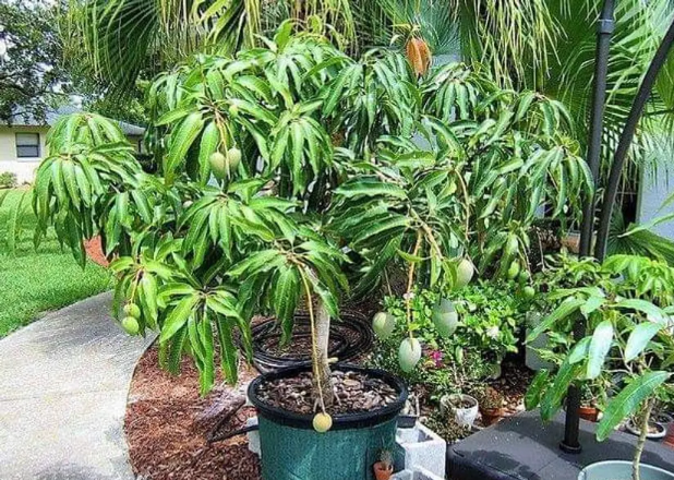 A lush mango tree with ripe fruit and vibrant green leaves, placed in a pot beside a pathway in a garden.