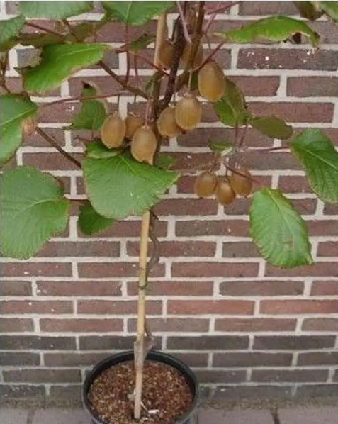 A small kiwi tree with several unripe kiwi fruits hanging from its branches, set against a brick wall.