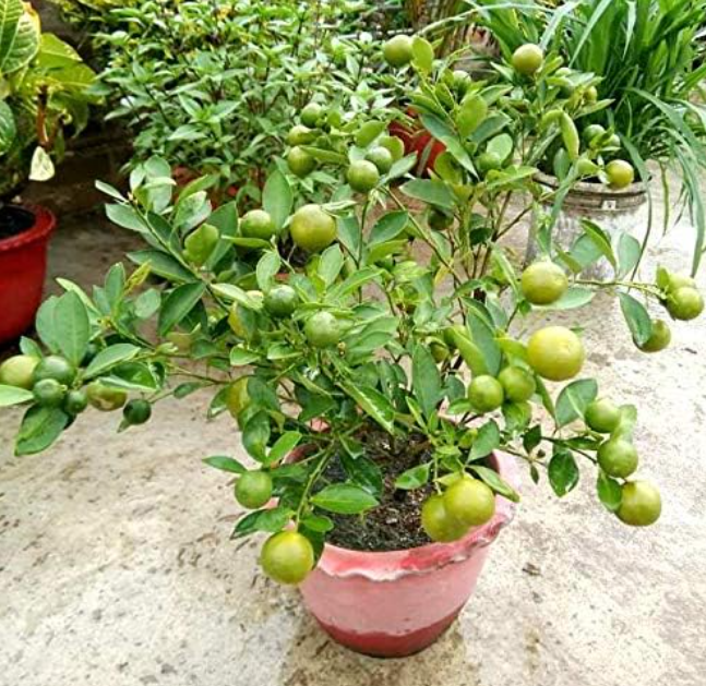 A vibrant lime tree in a pink pot, adorned with numerous green limes, surrounded by other plants in the background.