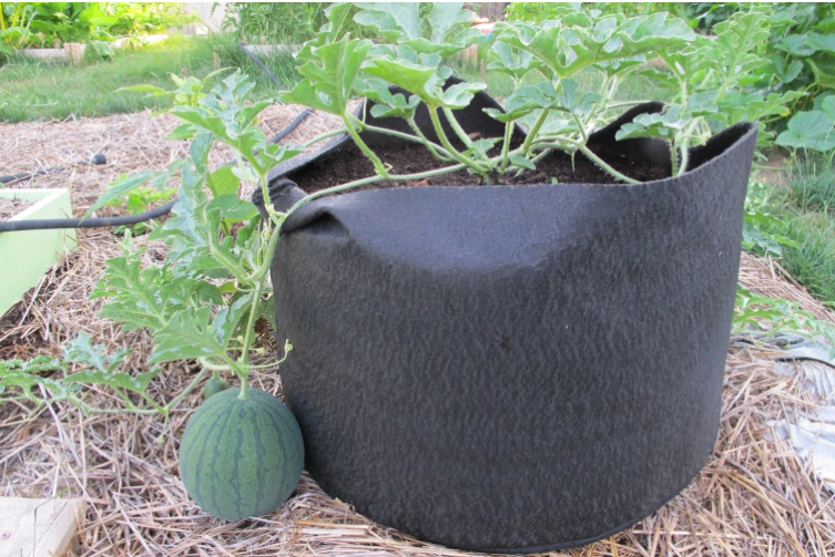 A young watermelon plant with a small fruit growing beside it, housed in a black fabric pot, surrounded by straw and green vegetation.