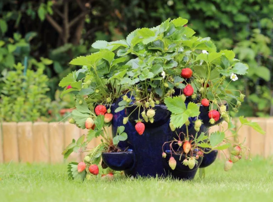 A lush strawberry plant with ripe and unripe berries growing in a vibrant blue pot, set against a green garden background.