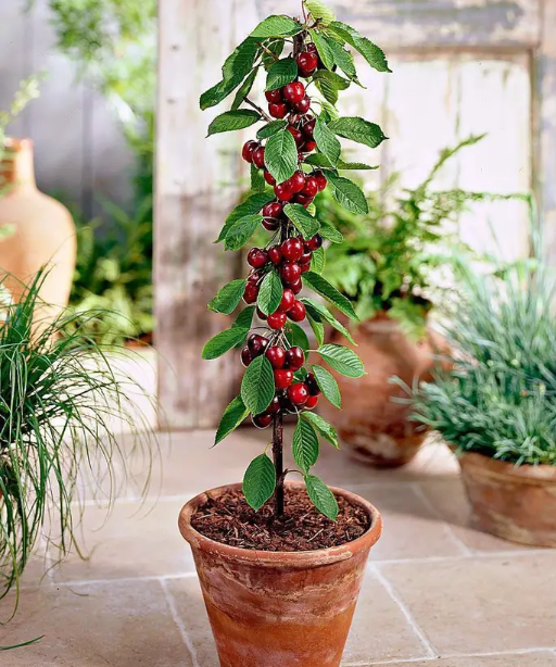 A decorative cherry tree with ripe red cherries, growing in a clay pot, surrounded by greenery.