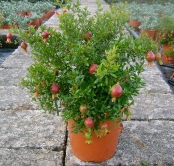 A lush green pomegranate plant in an orange pot, displaying several small, ripening fruits, set against a stone pathway surrounded by more potted plants.