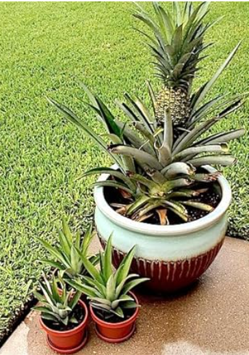 A collection of pineapple plants in different sizes, including a large pot with a mature pineapple on top and two smaller potted plants, set against a green lawn background.
