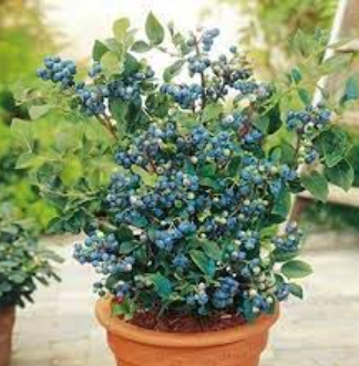 A healthy blueberry plant laden with ripe berries, set in a terracotta pot, surrounded by greenery.