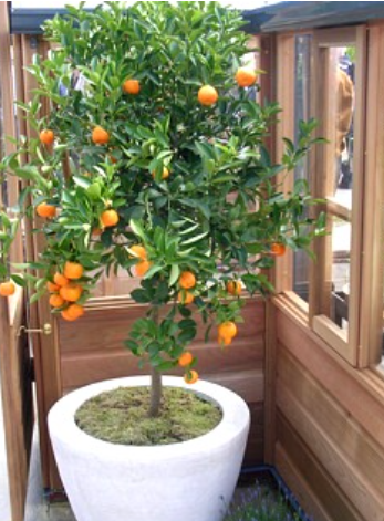 A healthy citrus tree with vibrant oranges, growing in a stylish white pot, placed within a wooden structure.