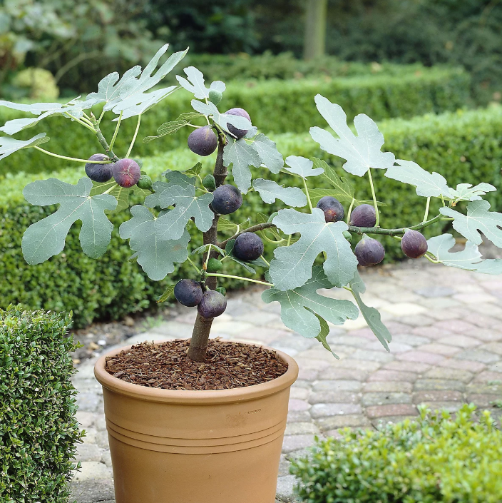 A potted fig tree showcasing large green leaves and ripe purple figs, set against a background of manicured hedges.