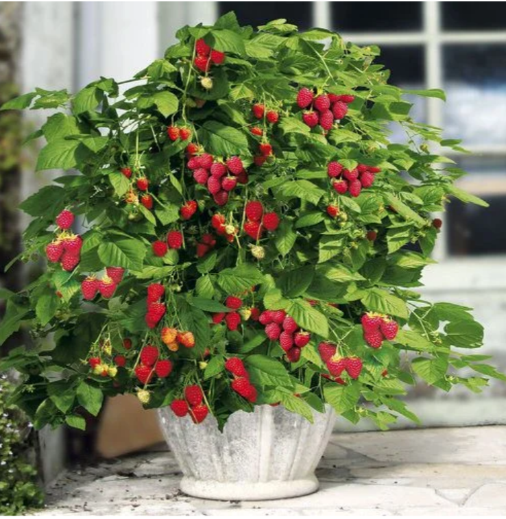 A lush raspberry plant overflowing with ripe red berries in a decorative pot, set against a blurred background of a window.