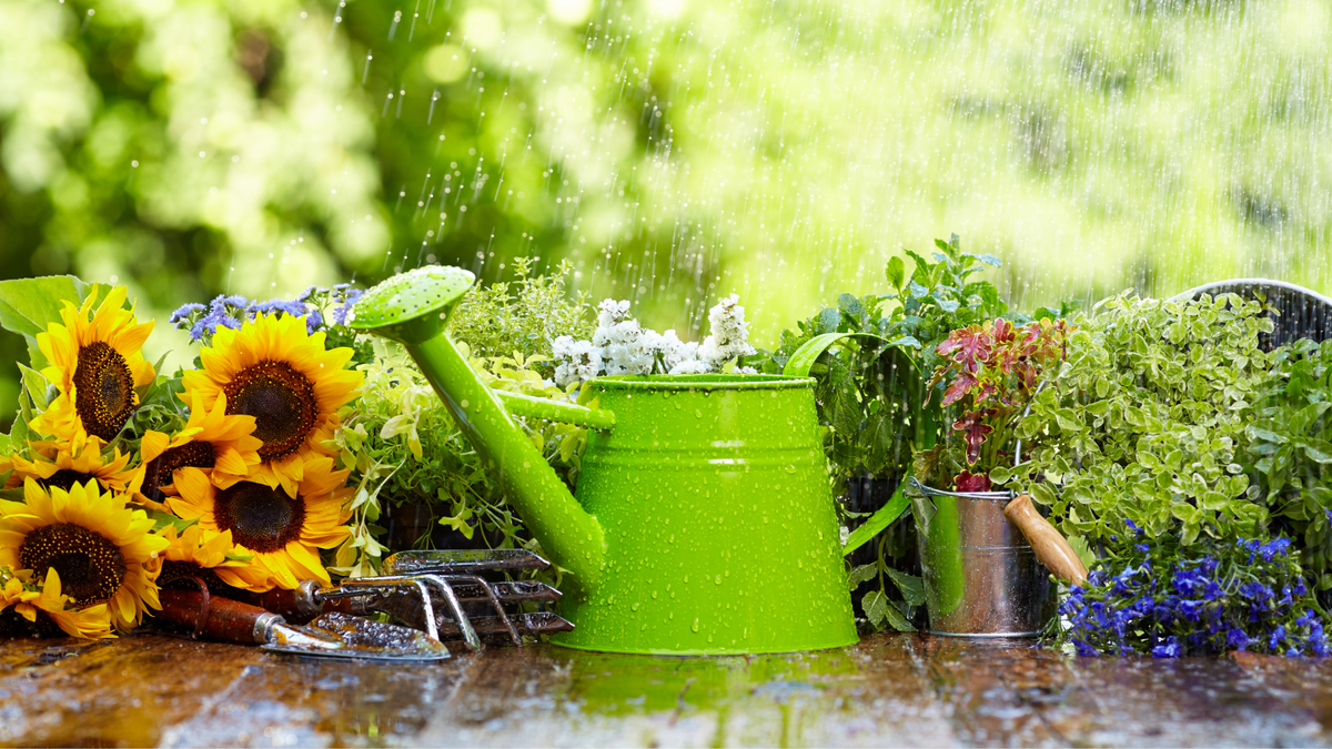A vibrant green watering can surrounded by sunflowers and a variety of fresh herbs, with raindrops enhancing the lush garden scene.