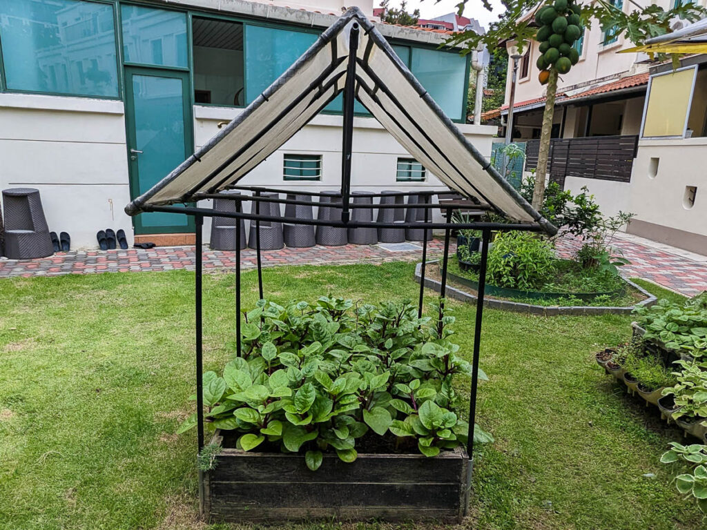 Tips for Plant Care in the Rainy Season 3 A small greenhouse for growing plants, surrounded by grass and other garden elements, with a modern building in the background.