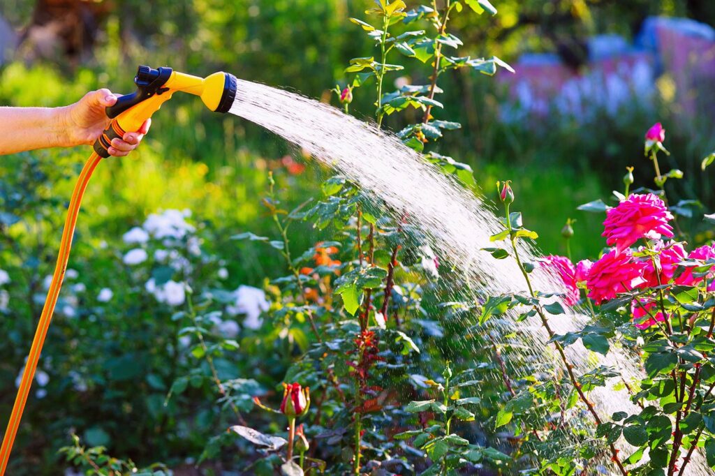Tips for Plant Care in the Rainy Season 2 A person watering blooming roses with a garden hose, surrounded by lush greenery and colorful flowers.