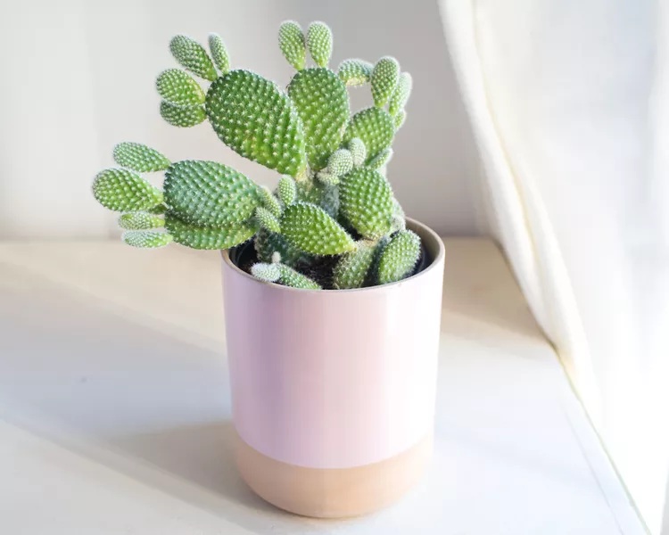 Things We Shouldn't Gift To Anybody 9 A vibrant green cactus with a unique texture, displayed in a stylish pink and beige pot, set against a light background.