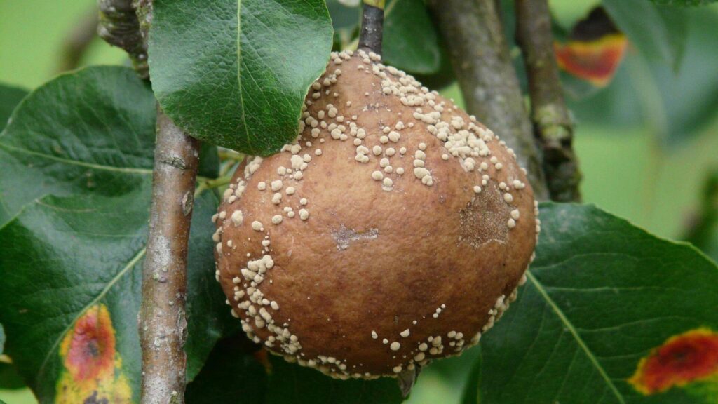 Tips for Plant Care in the Rainy Season 4 A close-up of a pear fruit on a tree, covered with a white fungal growth and surrounded by green leaves.