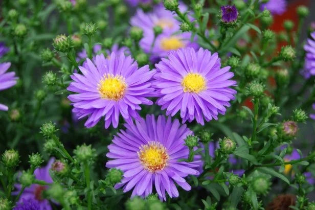 Three vibrant purple aster flowers with yellow centers surrounded by green foliage.