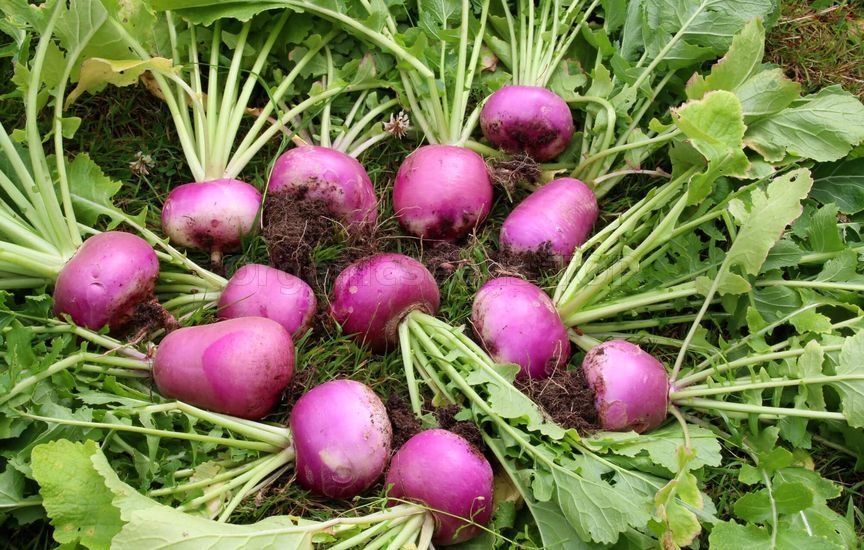 Purple Turnips Harvest::A collection of freshly harvested purple turnips with green leaves, resting on the ground with soil clinging to the roots.