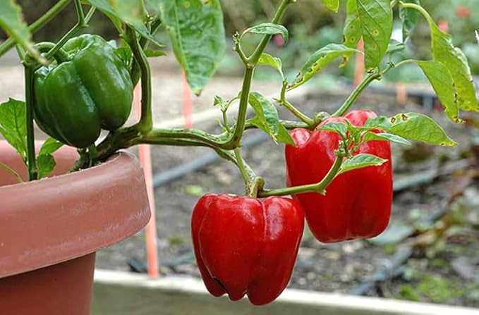 Bell Peppers Growing in a Garden:::A close-up of a bell pepper plant showcasing ripe red and unripe green peppers, with lush green leaves and a terracotta pot in the background.