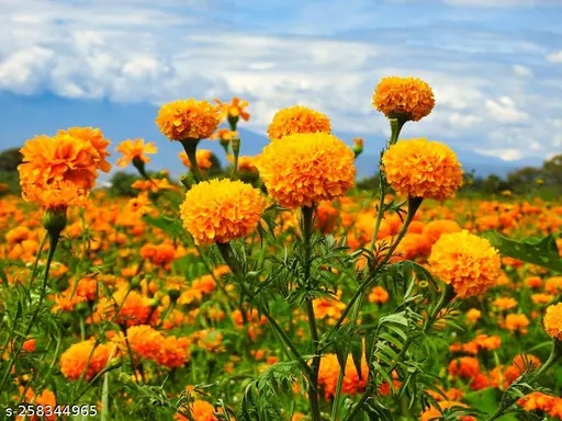 A close-up view of bright orange marigold flowers in a lush field under a blue sky with wispy clouds.