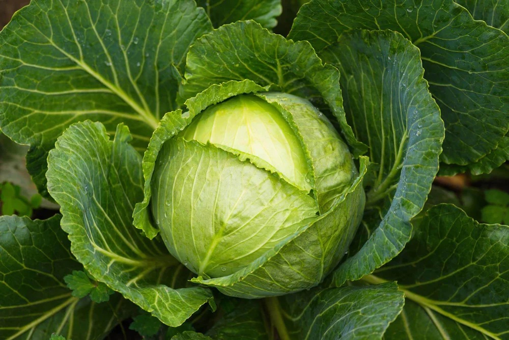 A close-up of a fresh green cabbage surrounded by large, vibrant green leaves, showcasing its natural texture and color.