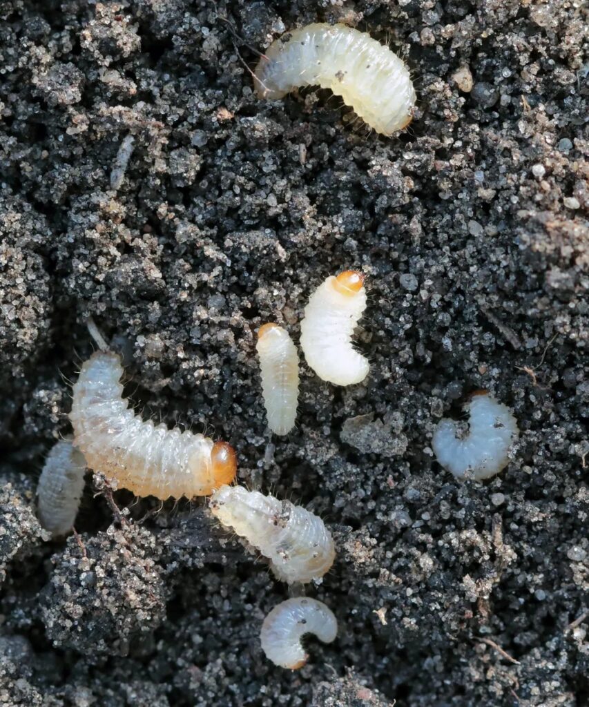 A close-up view of several white larvae on dark, textured soil.