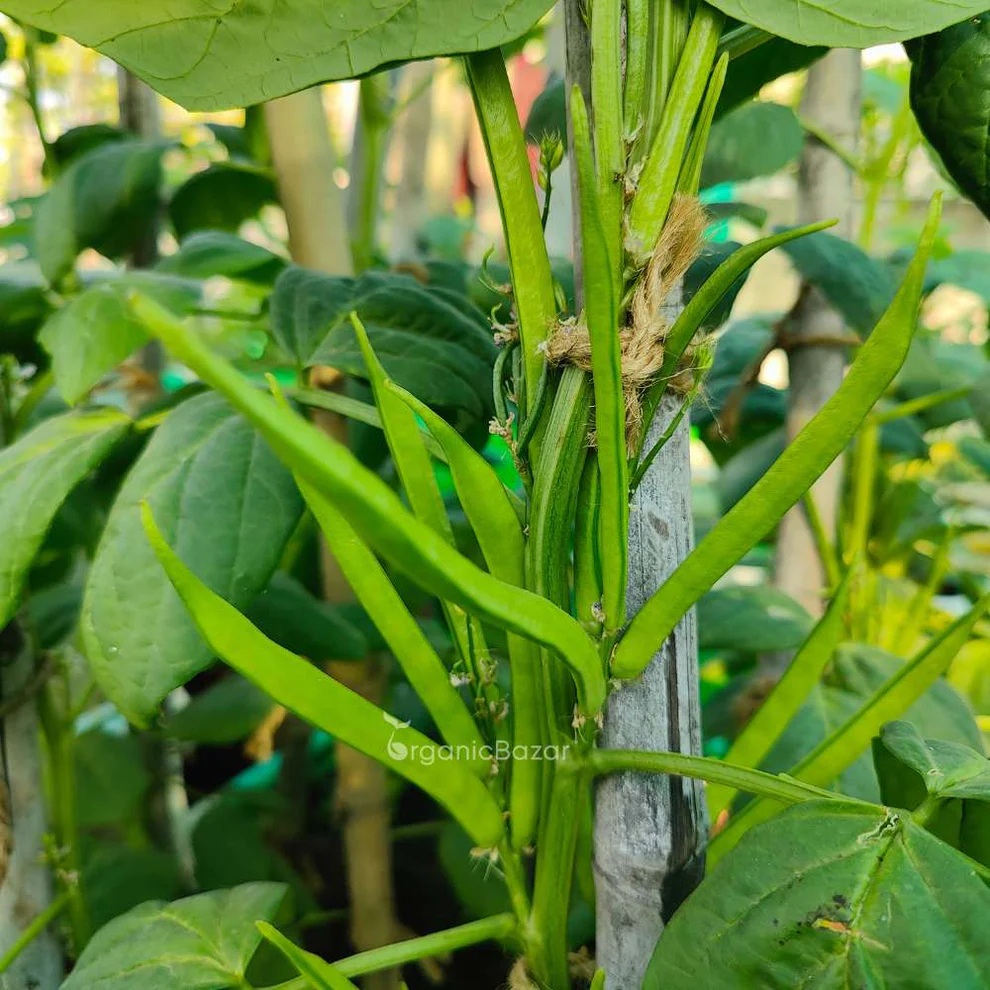 A close-up of a vibrant green plant showcasing new leaf growth and a sturdy support post in a garden setting.