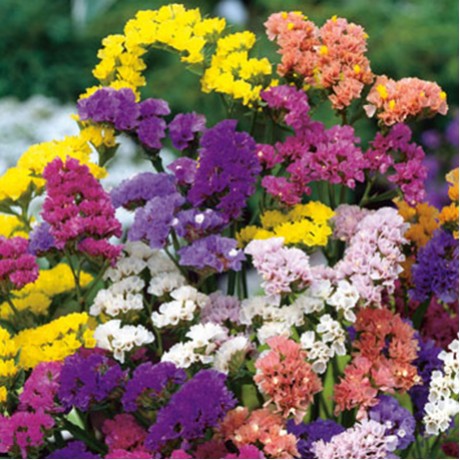 A vibrant mix of brightly colored flowers including yellow, purple, pink, and white blooms in a garden setting.