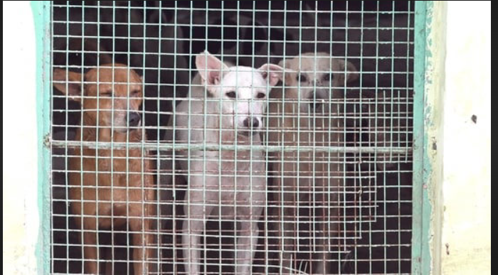 Three dogs of varying colors and breeds looking out from behind a wire mesh gate in a shelter.