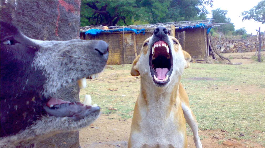 Two dogs with mouths open wide, seemingly yawning, in a natural outdoor setting with a rustic background.