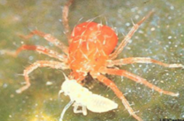 A close-up image of a red sea spider crab preying on a small white organism, showcasing its distinct coloration and feeding behavior.