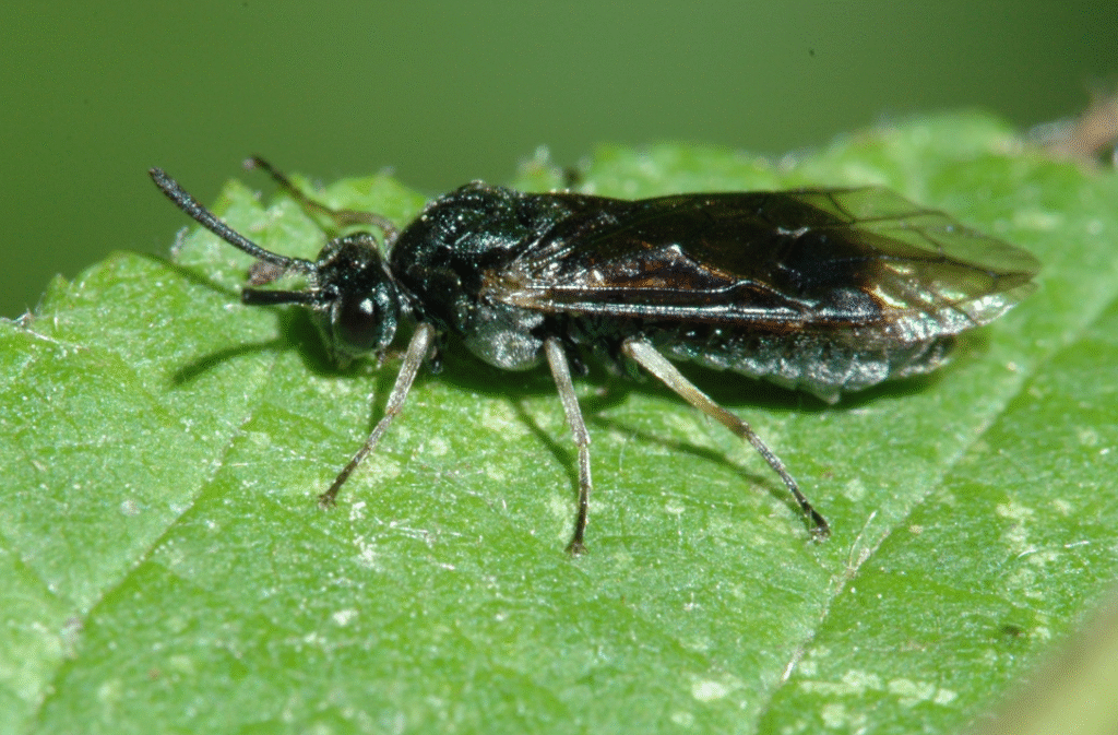 Close-up of a small black insect perched on a green leaf, showcasing its distinct features and detail.