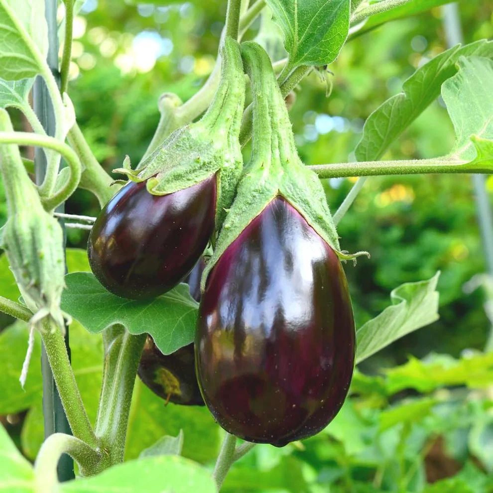 Two vibrant, glossy purple eggplants hanging on a plant against a lush green background.