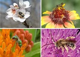 A collage featuring various bee species interacting with different flowers, highlighting their role in pollination.