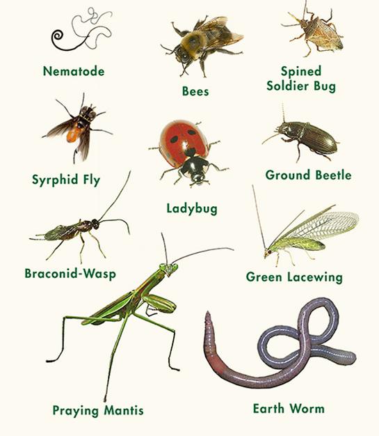 A visual guide featuring various beneficial insects and soil organisms, including nematodes, bees, ladybugs, and earthworms, along with their names.