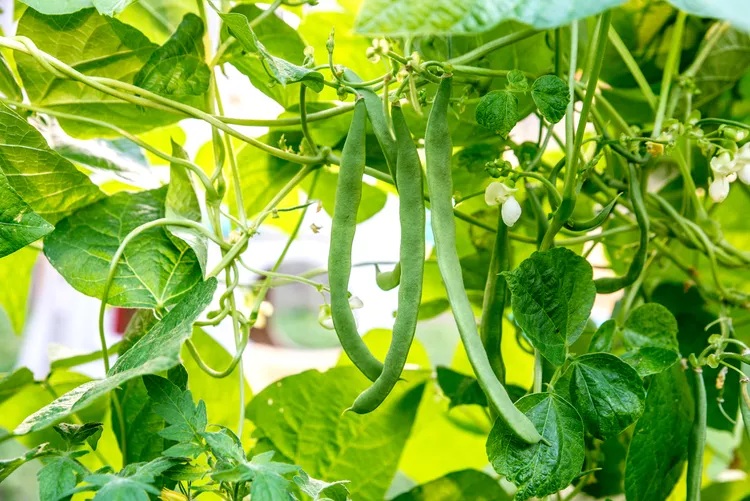 Close-up of green bean pods nestled among lush green leaves and flowering plants.