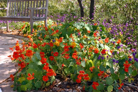 A colorful array of blooming flowers in shades of red, orange, and purple, with a wooden bench nearby and lush greenery surrounding the pathway.