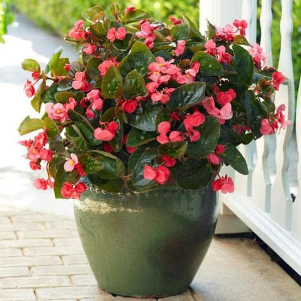 A lush pot filled with vibrant pink begonia flowers and glossy green leaves, set against a blurred outdoor background.