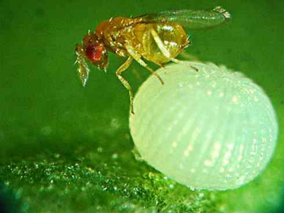 A close-up view of a fruit fly perched on a small, white, spherical egg on a green surface.