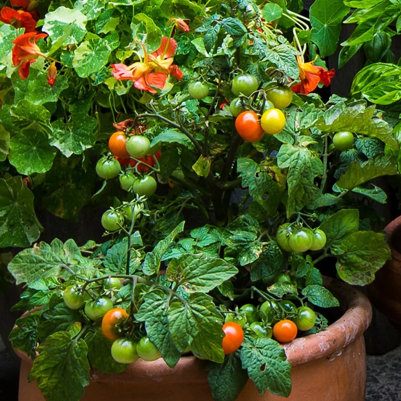 A lush tomato plant featuring green, yellow, and red tomatoes surrounded by leafy greenery and orange flowers in a terracotta pot.