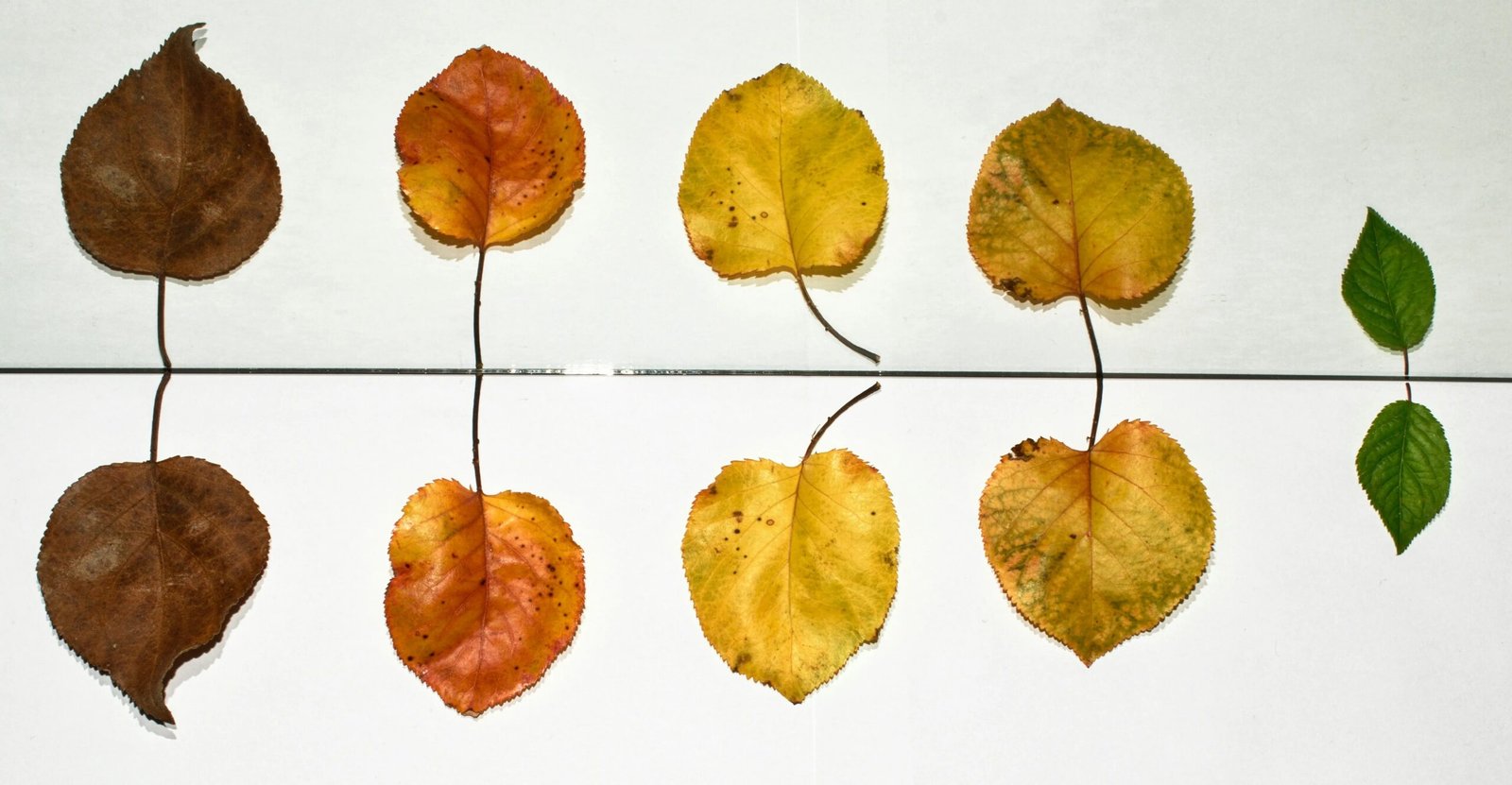 A row of leaves showcasing various colors and stages of decay, transitioning from brown to yellow to green, on a white background.